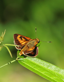 Byssus Skipper